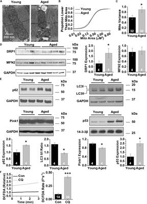 Enhancing Autophagy Diminishes Aberrant Ca2+ Homeostasis and Arrhythmogenesis in Aging Rabbit Hearts